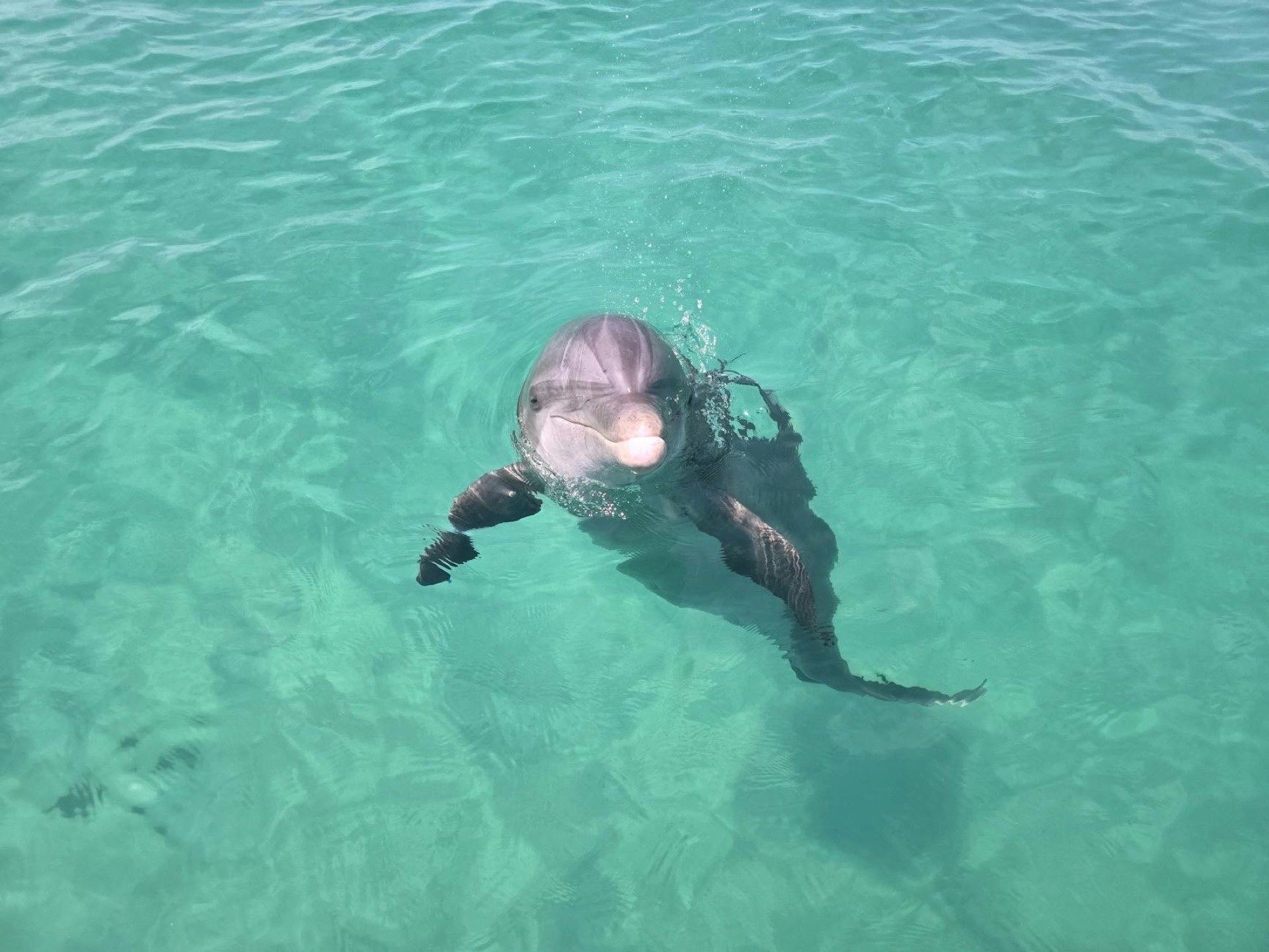 A dolphin swimming in clear water off Panama City, Florida