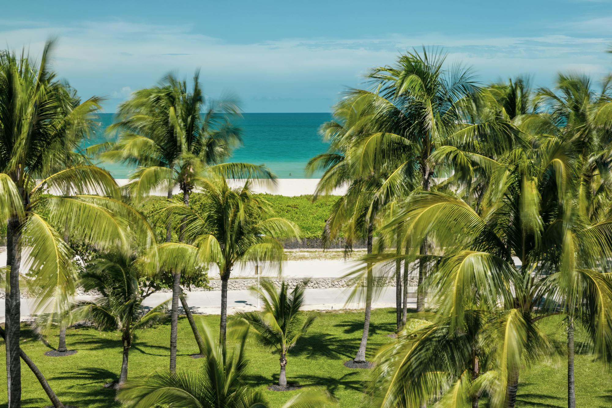 Palm trees and turquoise water at Miami Beach, Florida